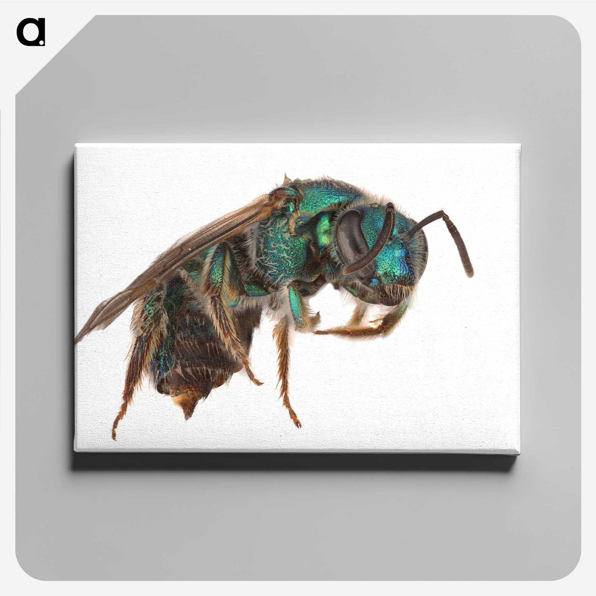 2-10_Insects-Unlocked-Project_canvas
