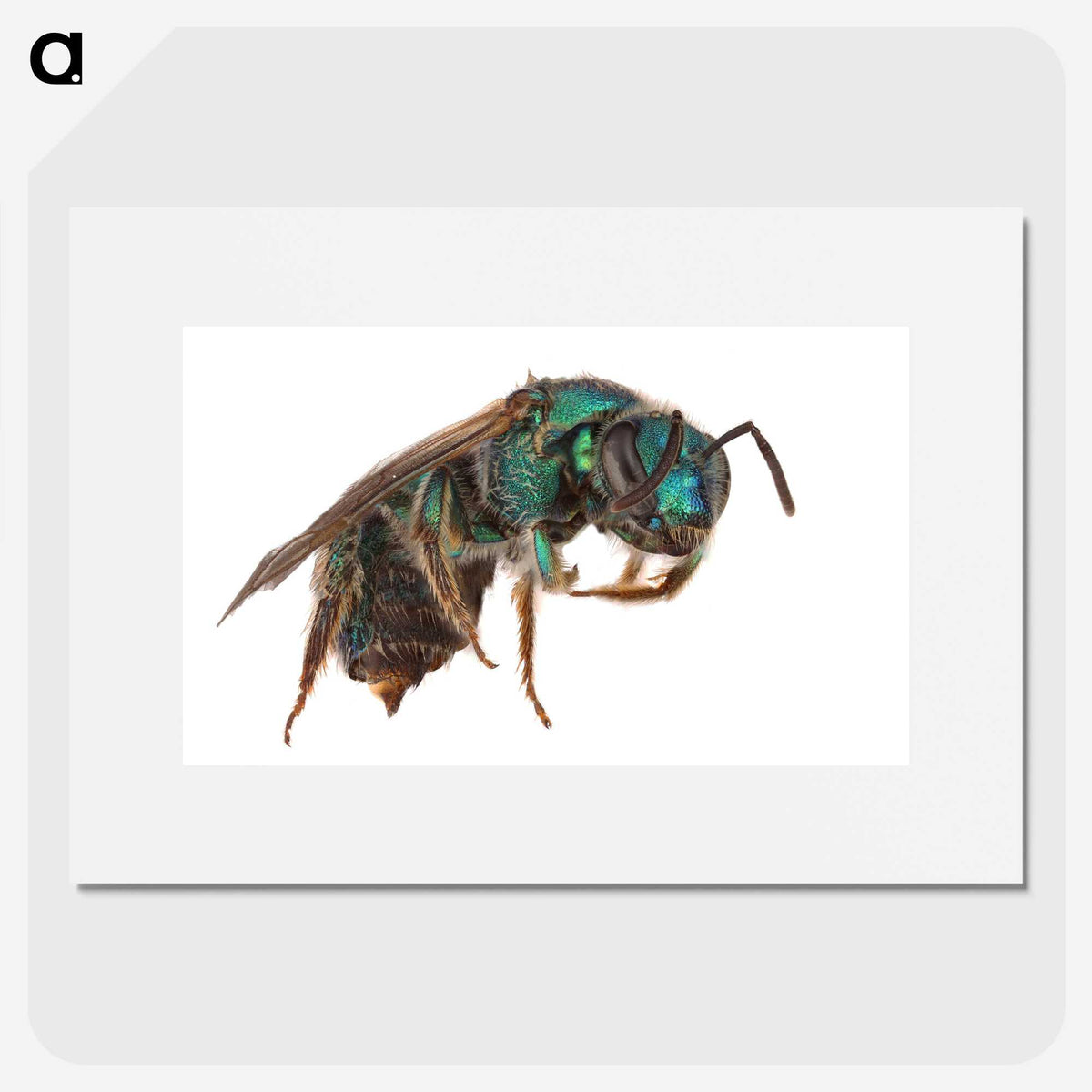 2-10_Insects-Unlocked-Project_picture