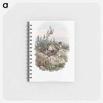 Cuculus Canorus
 - ジョン グールド Memo.