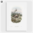 2-10_John-Gould_picture