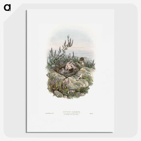 2-10_John-Gould_picture