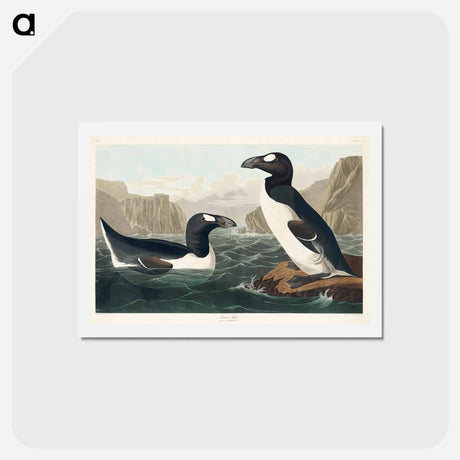 アートポストカード-Great Auk
 - ジョン ジェームス オーデュボン Postcard.
