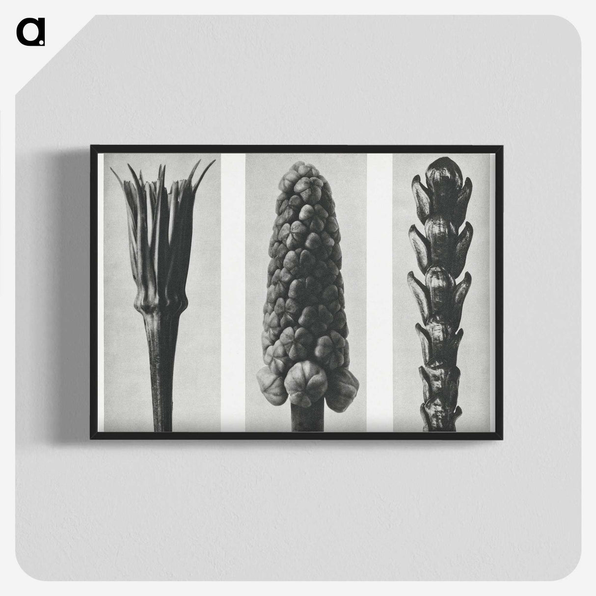 2-10_Karl-Blossfeldt_blk-crop