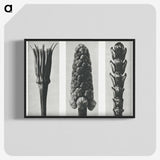 2-10_Karl-Blossfeldt_blk-crop