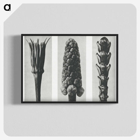 2-10_Karl-Blossfeldt_blk-crop