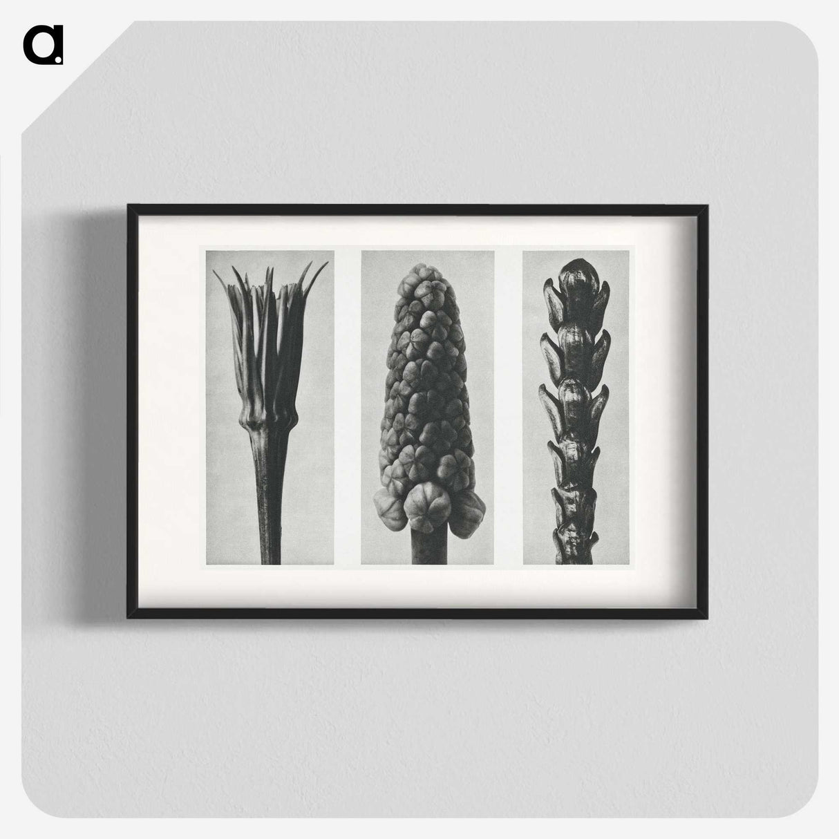 2-10_Karl-Blossfeldt_blk