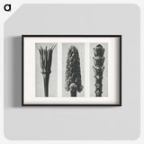 2-10_Karl-Blossfeldt_blk