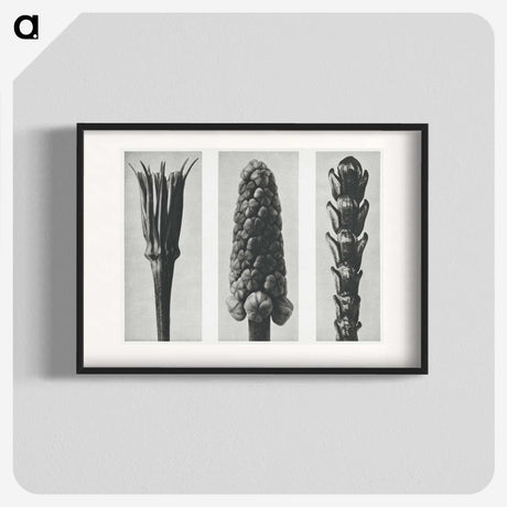 2-10_Karl-Blossfeldt_blk