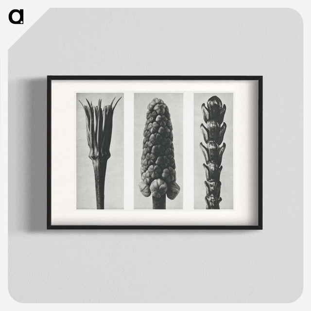 2-10_Karl-Blossfeldt_blk