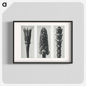 アートポスター-Tragopogon porrifolius (Salsify) enlarged 4 times, Muscari racemosum (Grape Hyacinth) enlarged 12 times, and Thujopsis Dolabrata (Hiba Arborvitae) enlarged 10 times from Urformen der Kunst by. - カール ブロスフェルト Poster.