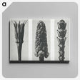 2-10_Karl-Blossfeldt_canvas