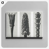 2-10_Karl-Blossfeldt_canvas