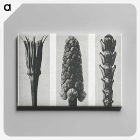 2-10_Karl-Blossfeldt_canvas