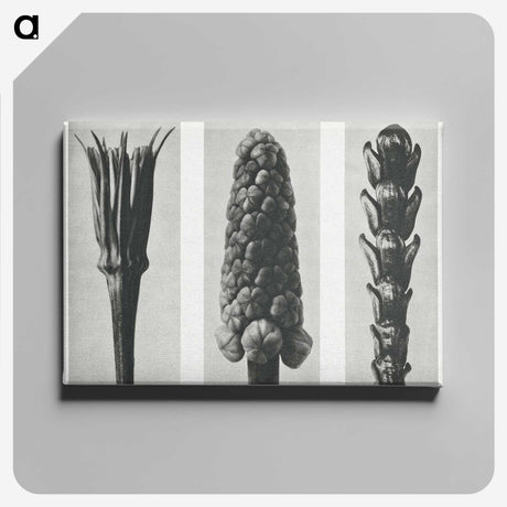 2-10_Karl-Blossfeldt_canvas