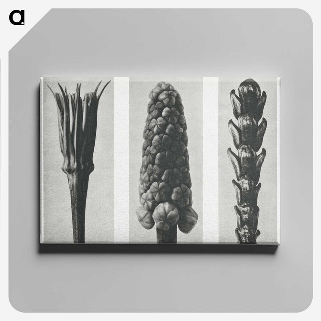 2-10_Karl-Blossfeldt_canvas