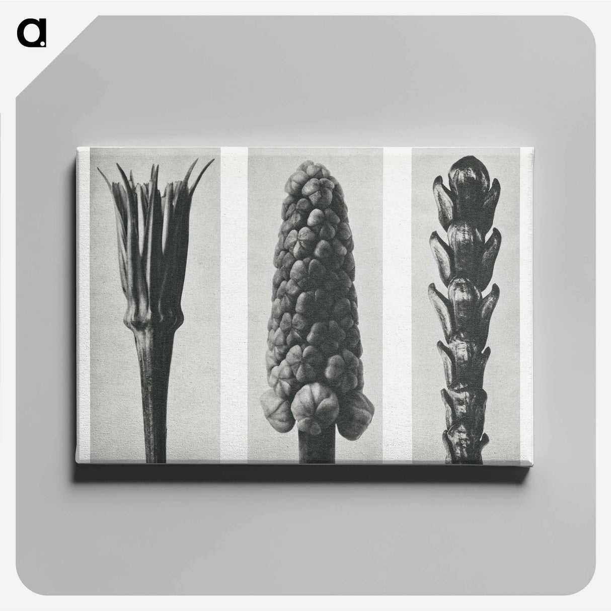 Tragopogon porrifolius (Salsify) enlarged 4 times, Muscari racemosum (Grape Hyacinth) enlarged 12 times, and Thujopsis Dolabrata (Hiba Arborvitae) enlarged 10 times from Urformen der Kunst by. - Karl Blossfeld Canvas.