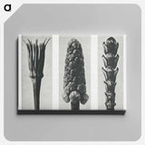 Tragopogon porrifolius (Salsify) enlarged 4 times, Muscari racemosum (Grape Hyacinth) enlarged 12 times, and Thujopsis Dolabrata (Hiba Arborvitae) enlarged 10 times from Urformen der Kunst by. - Karl Blossfeld Canvas.