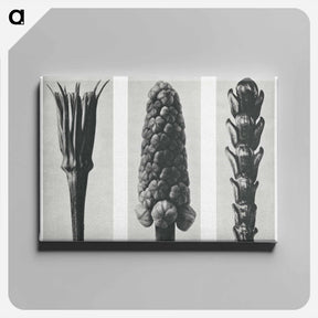 アートパネル-Tragopogon porrifolius (Salsify) enlarged 4 times, Muscari racemosum (Grape Hyacinth) enlarged 12 times, and Thujopsis Dolabrata (Hiba Arborvitae) enlarged 10 times from Urformen der Kunst by. - カール ブロスフェルト Canvas.