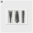 アートポストカード-Tragopogon porrifolius (Salsify) enlarged 4 times, Muscari racemosum (Grape Hyacinth) enlarged 12 times, and Thujopsis Dolabrata (Hiba Arborvitae) enlarged 10 times from Urformen der Kunst by. - カール ブロスフェルト Postcard.