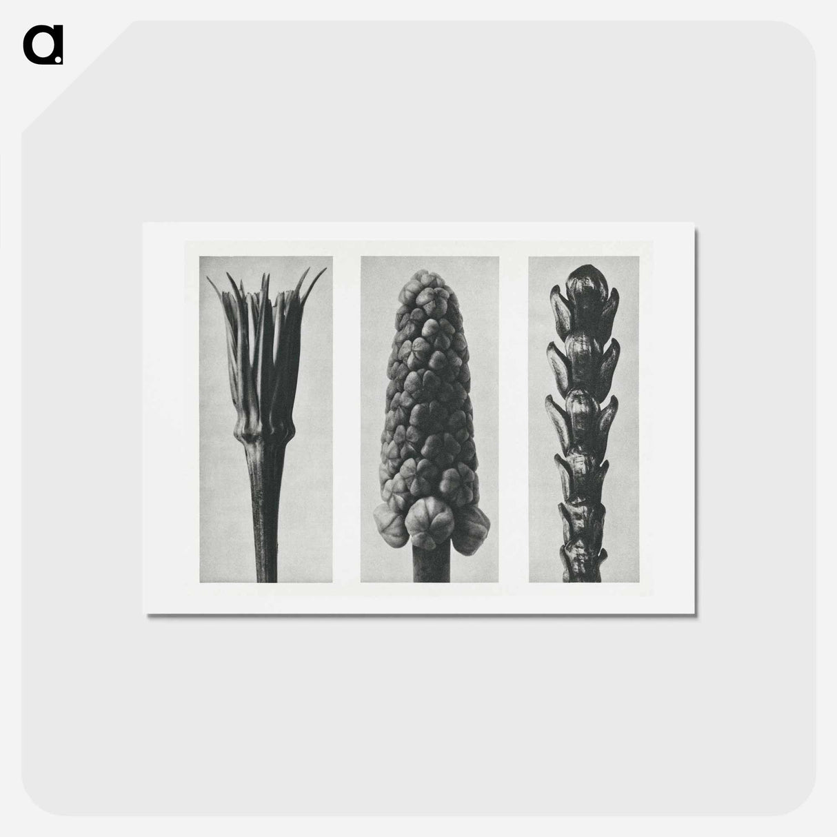 アートポストカード-Tragopogon porrifolius (Salsify) enlarged 4 times, Muscari racemosum (Grape Hyacinth) enlarged 12 times, and Thujopsis Dolabrata (Hiba Arborvitae) enlarged 10 times from Urformen der Kunst by. - カール ブロスフェルト Postcard.