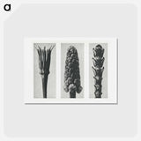 アートポストカード-Tragopogon porrifolius (Salsify) enlarged 4 times, Muscari racemosum (Grape Hyacinth) enlarged 12 times, and Thujopsis Dolabrata (Hiba Arborvitae) enlarged 10 times from Urformen der Kunst by. - カール ブロスフェルト Postcard.