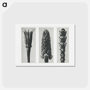 アートポストカード-Tragopogon porrifolius (Salsify) enlarged 4 times, Muscari racemosum (Grape Hyacinth) enlarged 12 times, and Thujopsis Dolabrata (Hiba Arborvitae) enlarged 10 times from Urformen der Kunst by. - カール ブロスフェルト Postcard.