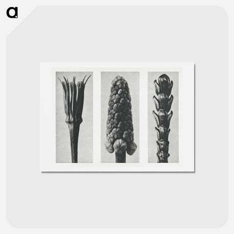 アートポストカード-Tragopogon porrifolius (Salsify) enlarged 4 times, Muscari racemosum (Grape Hyacinth) enlarged 12 times, and Thujopsis Dolabrata (Hiba Arborvitae) enlarged 10 times from Urformen der Kunst by. - カール ブロスフェルト Postcard.