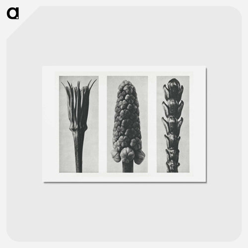 Tragopogon porrifolius (Salsify) enlarged 4 times, Muscari racemosum (Grape Hyacinth) enlarged 12 times, and Thujopsis Dolabrata (Hiba Arborvitae) enlarged 10 times from Urformen der Kunst by. - カール ブロスフェルト Postcard.