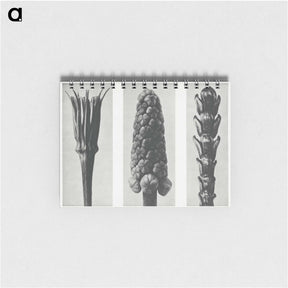 2-10_Karl-Blossfeldt_memo
