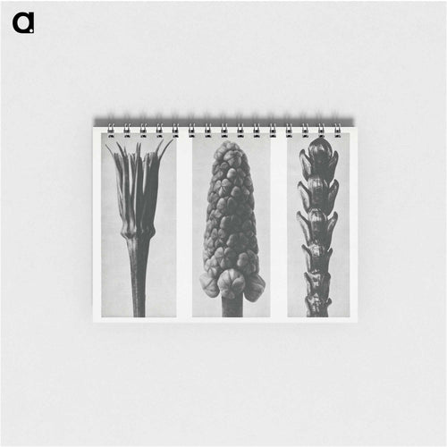 Tragopogon porrifolius (Salsify) enlarged 4 times, Muscari racemosum (Grape Hyacinth) enlarged 12 times, and Thujopsis Dolabrata (Hiba Arborvitae) enlarged 10 times from Urformen der Kunst by. - Karl Blossfeld Memo.