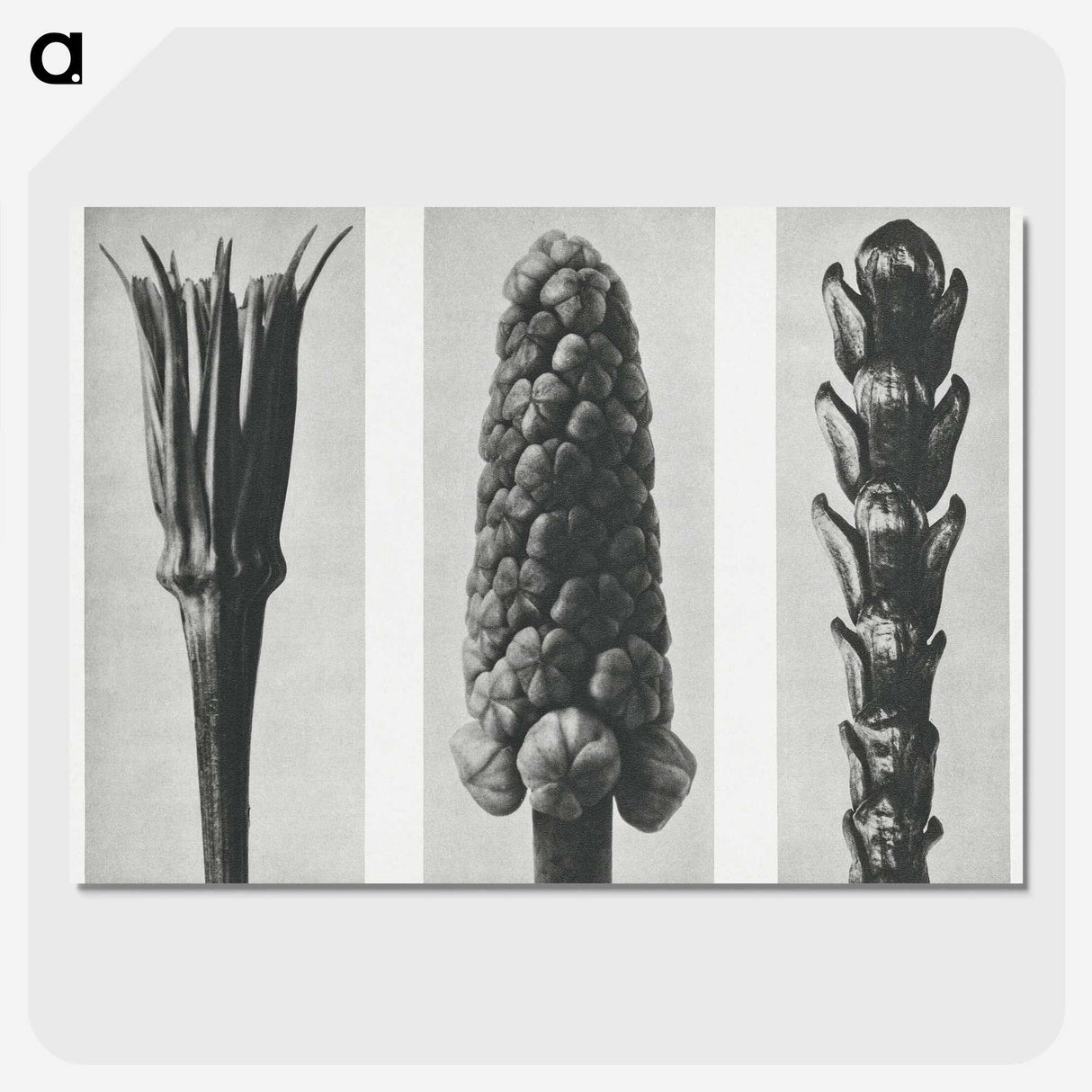 2-10_Karl-Blossfeldt_picture-crop
