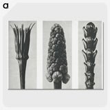 2-10_Karl-Blossfeldt_picture-crop