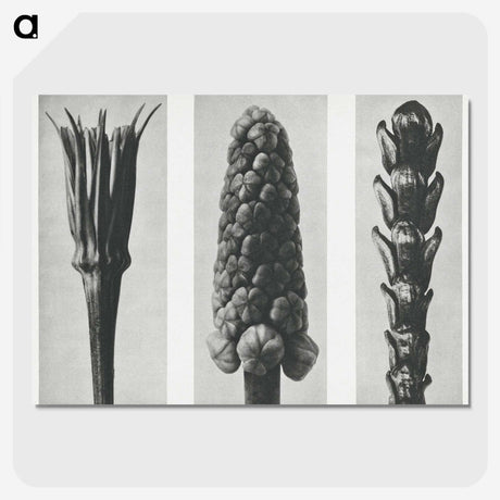 2-10_Karl-Blossfeldt_picture-crop