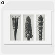 2-10_Karl-Blossfeldt_picture
