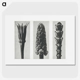 2-10_Karl-Blossfeldt_picture