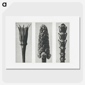 2-10_Karl-Blossfeldt_picture