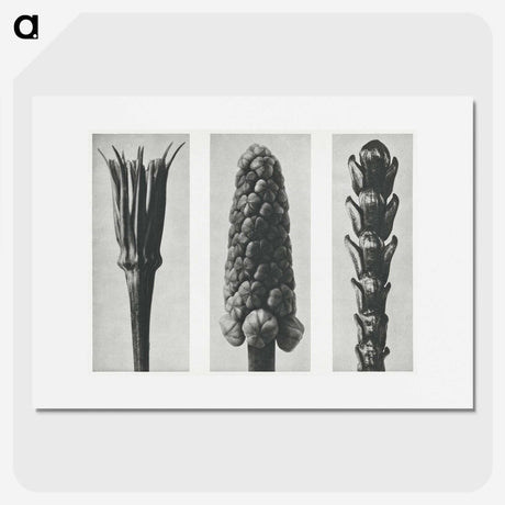 2-10_Karl-Blossfeldt_picture