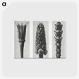 2-10_Karl-Blossfeldt_postcard