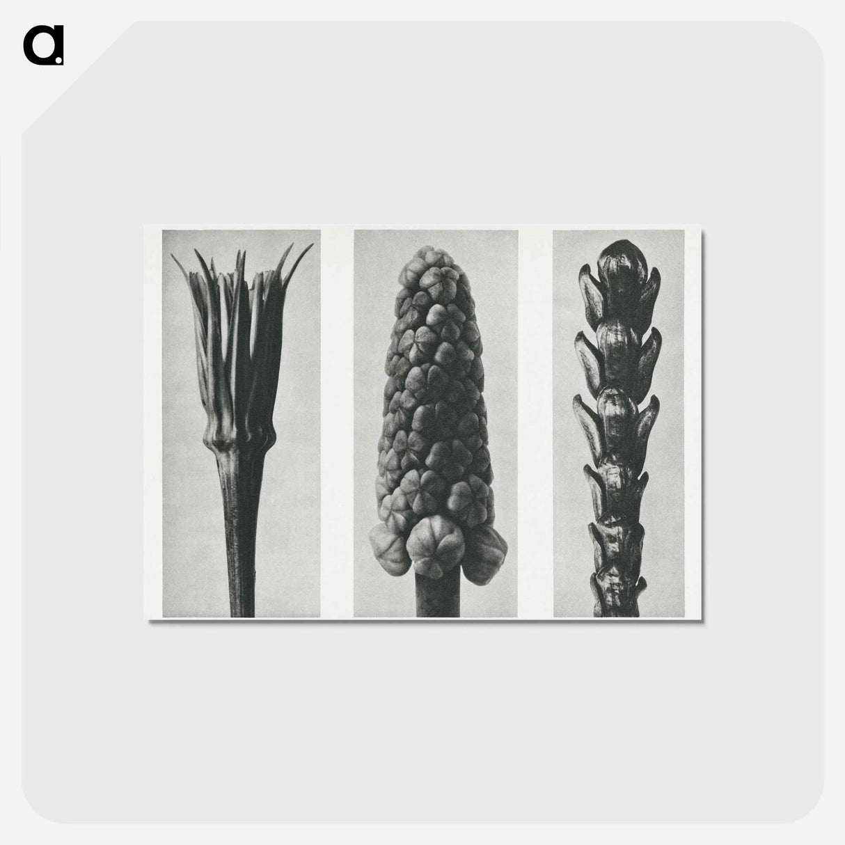 アートポストカード-Tragopogon porrifolius (Salsify) enlarged 4 times, Muscari racemosum (Grape Hyacinth) enlarged 12 times, and Thujopsis Dolabrata (Hiba Arborvitae) enlarged 10 times from Urformen der Kunst by. - カール ブロスフェルト Postcard.