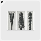 アートポストカード-Tragopogon porrifolius (Salsify) enlarged 4 times, Muscari racemosum (Grape Hyacinth) enlarged 12 times, and Thujopsis Dolabrata (Hiba Arborvitae) enlarged 10 times from Urformen der Kunst by. - カール ブロスフェルト Postcard.