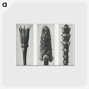 2-10_Karl-Blossfeldt_postcard
