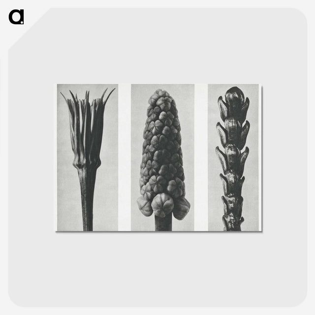 2-10_Karl-Blossfeldt_postcard