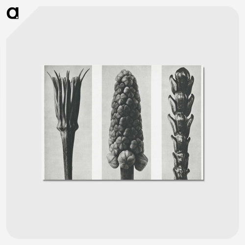 Tragopogon porrifolius (Salsify) enlarged 4 times, Muscari racemosum (Grape Hyacinth) enlarged 12 times, and Thujopsis Dolabrata (Hiba Arborvitae) enlarged 10 times from Urformen der Kunst by. - カール ブロスフェルト Postcard.
