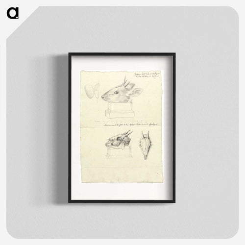 Testi di Madoqua (Antelope Head and Skulls)
 - ルイージ バルガーニ Poster.