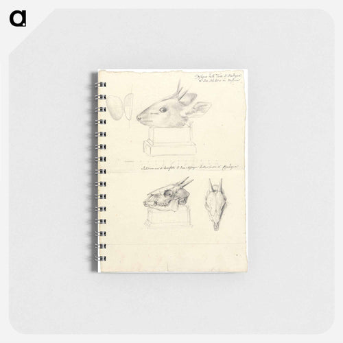 Testi di Madoqua (Antelope Head and Skulls)
 - ルイージ バルガーニ Memo.