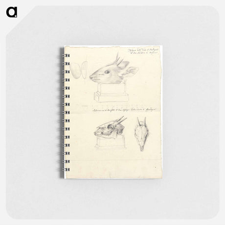 アートメモ帳-Testi di Madoqua (Antelope Head and Skulls)
 - ルイージ バルガーニ Memo.