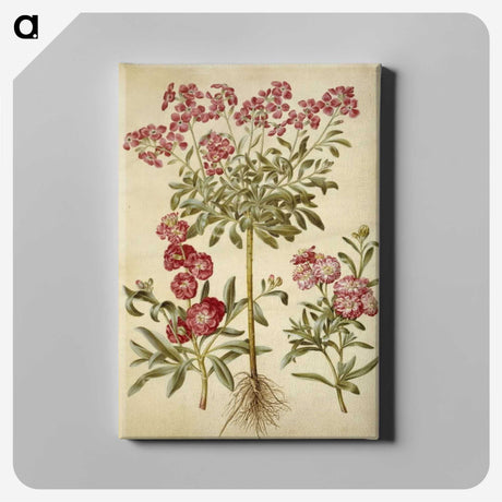 2-10_Maria-Sibylla-Merian_canvas
