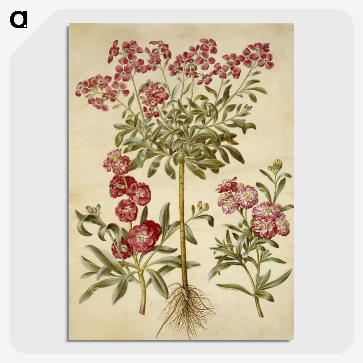 2-10_Maria-Sibylla-Merian_picture-crop