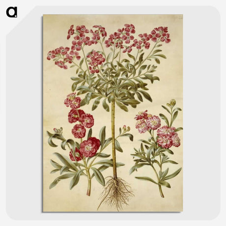 2-10_Maria-Sibylla-Merian_picture-crop