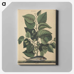 2-10_Mark-Catesby_canvas